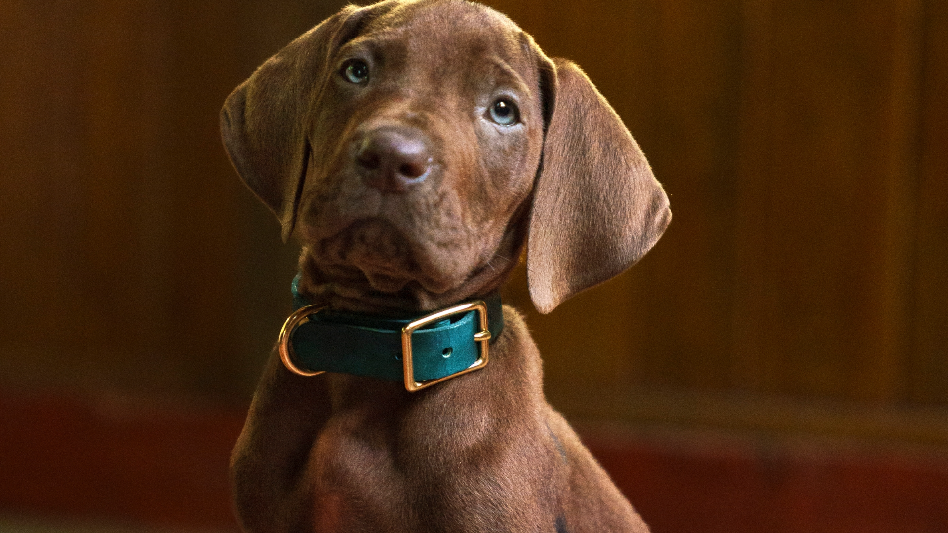 Scooby-Doo | Netflix revela primeira imagem da nova série live-action